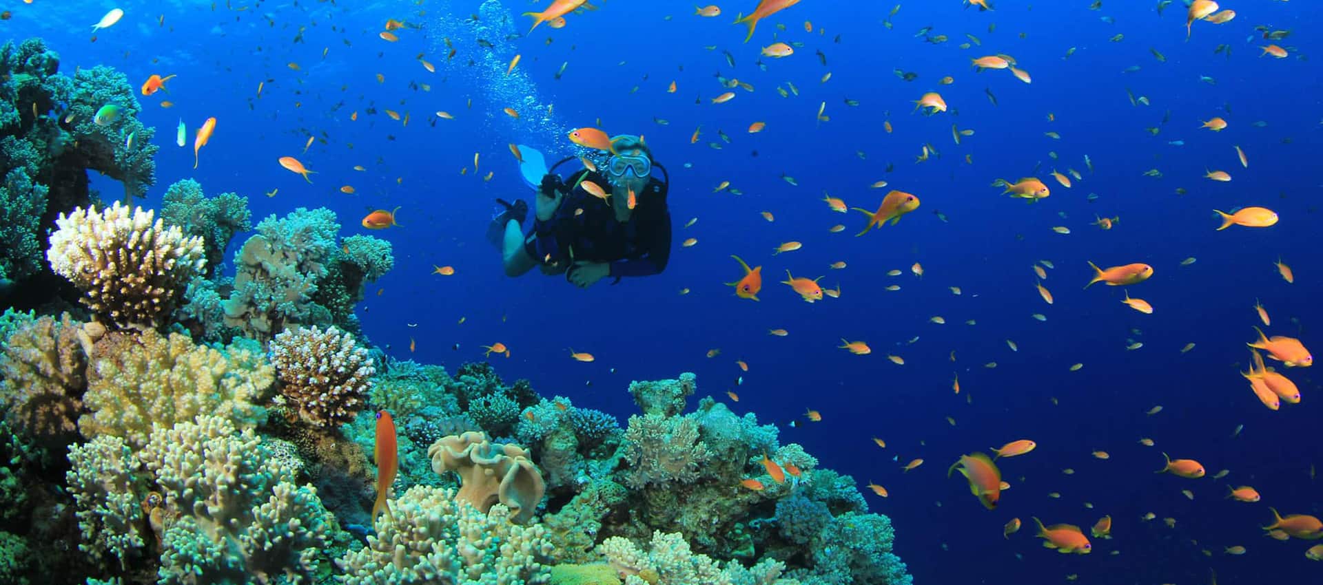 Scuba Diving and Snorkelling Photo