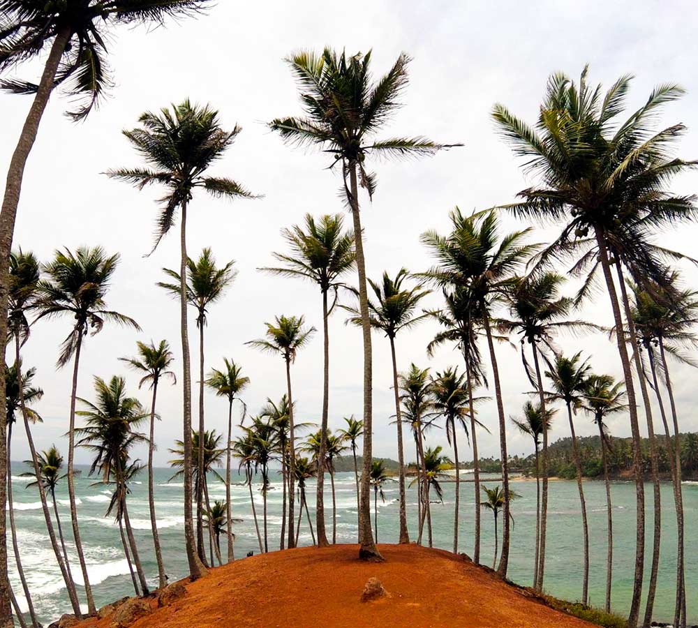 Mirissa Coconut Tree Hill Photo