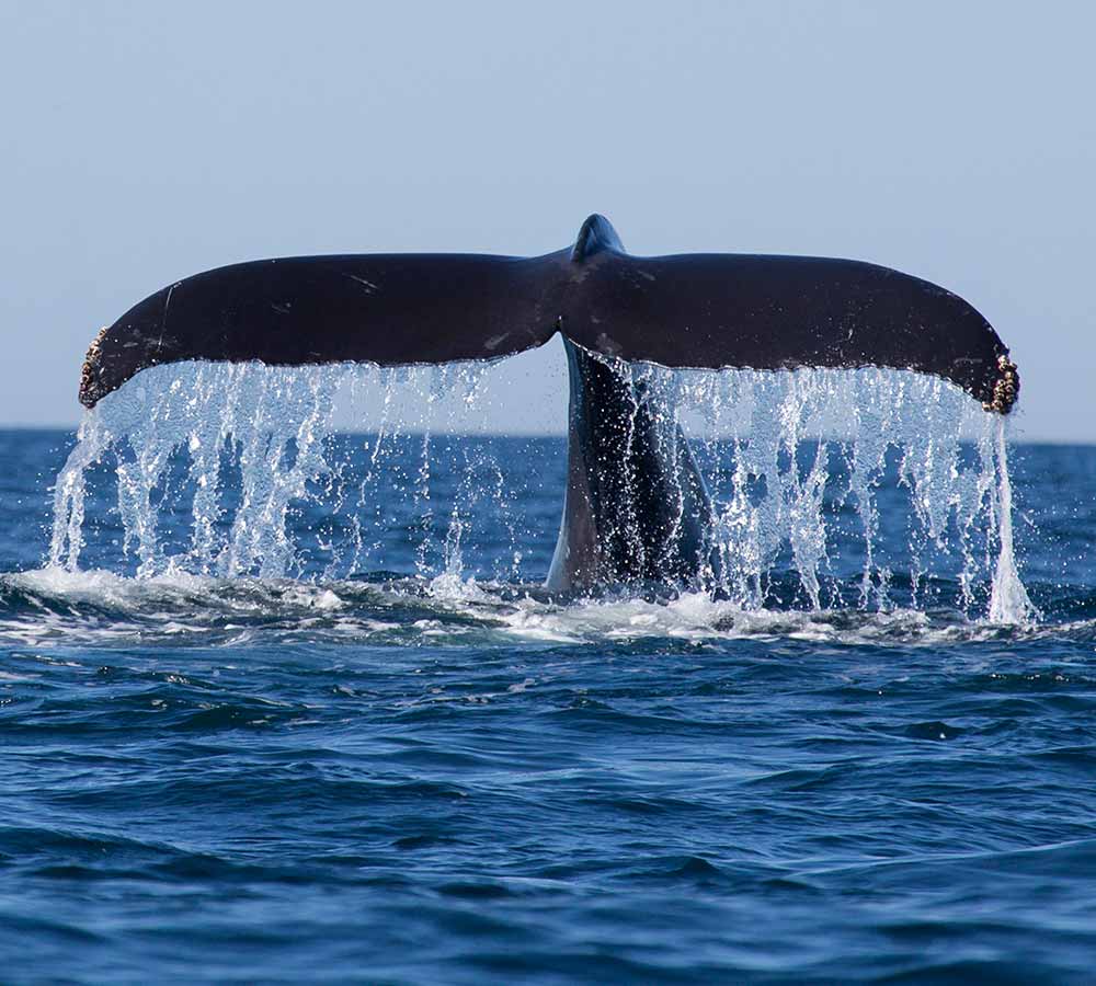 Mirissa Whale Watching Photo