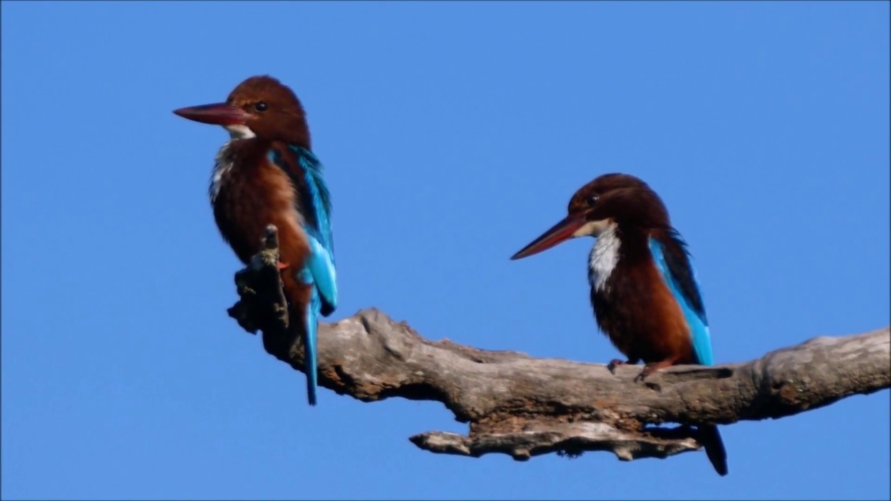 Yala Bird watching Photo
